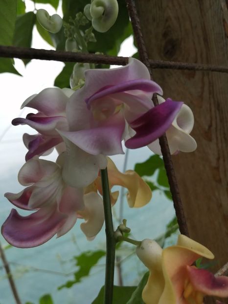  - SEMINTE VIGNA CARACALLA - D 223