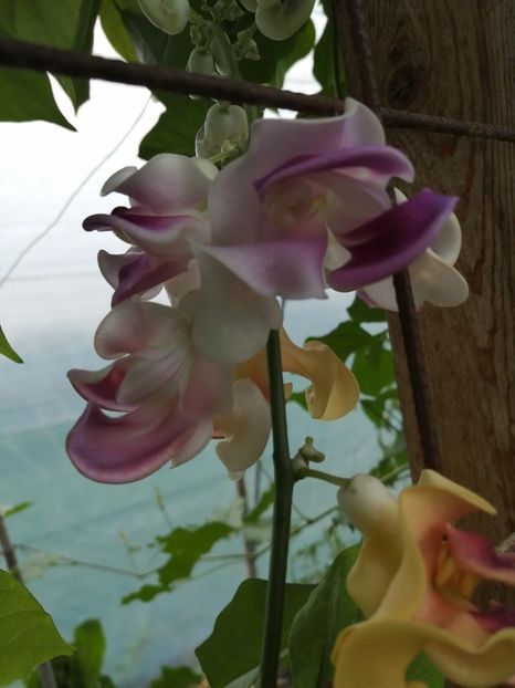  - SEMINTE VIGNA CARACALLA - D 223