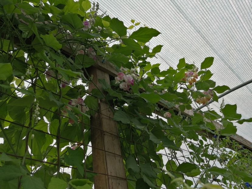  - SEMINTE VIGNA CARACALLA - D 223