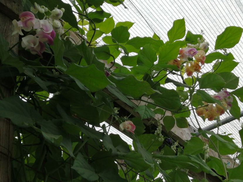  - SEMINTE VIGNA CARACALLA - D 223