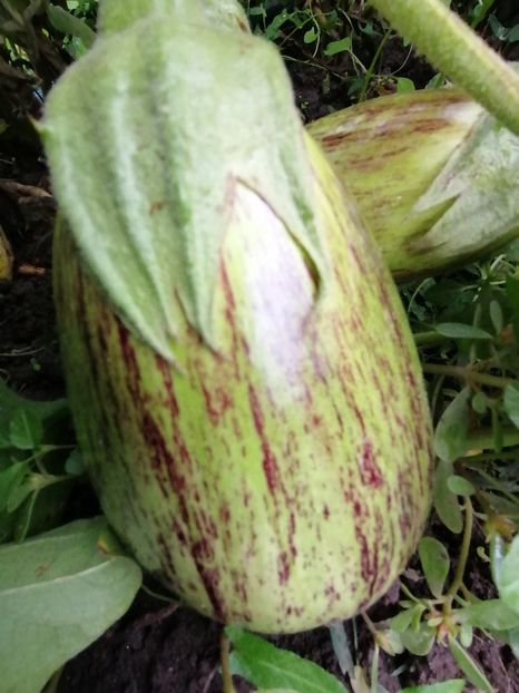  - SEMINTE VINETE - GREEN EGGPLANT ROUND ???????