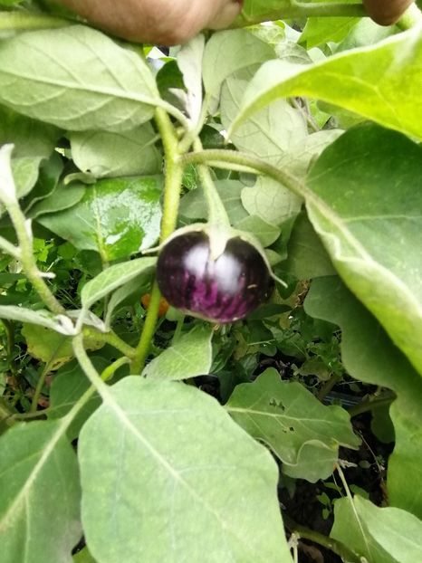  - SEMINTE VINETE - V 13 SMALL PURPLE EGGPLANT