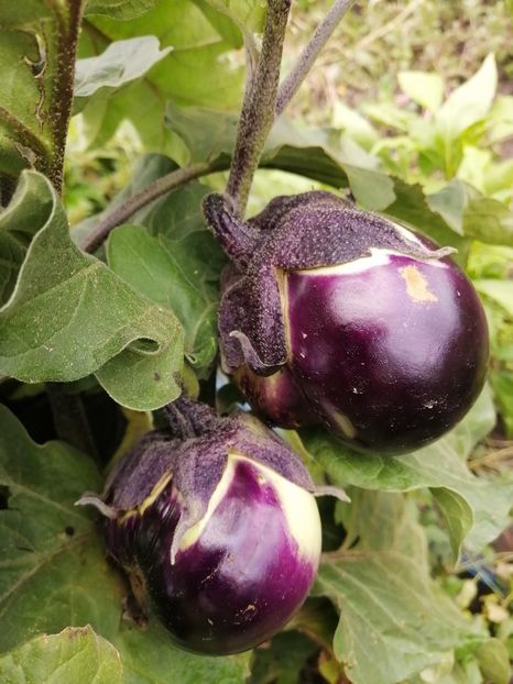  - SEMINTE VINETE - V 12 MITOYO