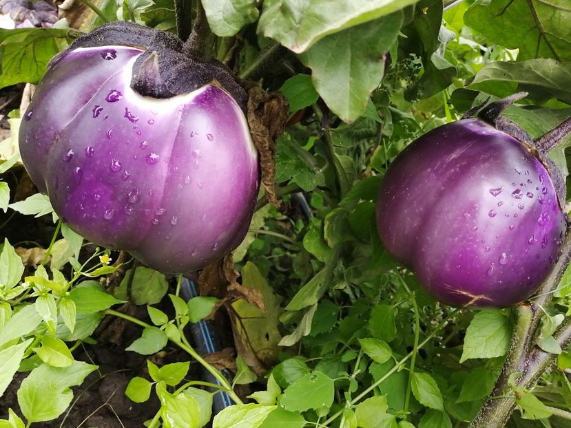 VIOLETTA DI FIRENZE - SEMINTE VINETE EXOTICE