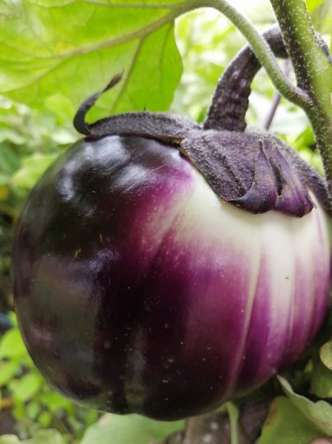 VIOLETTA DI FIRENZE - SEMINTE VINETE EXOTICE