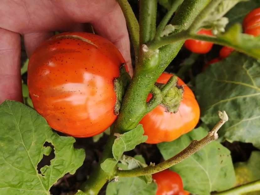  - SEMINTE VINETE - TURKISH ORANGE