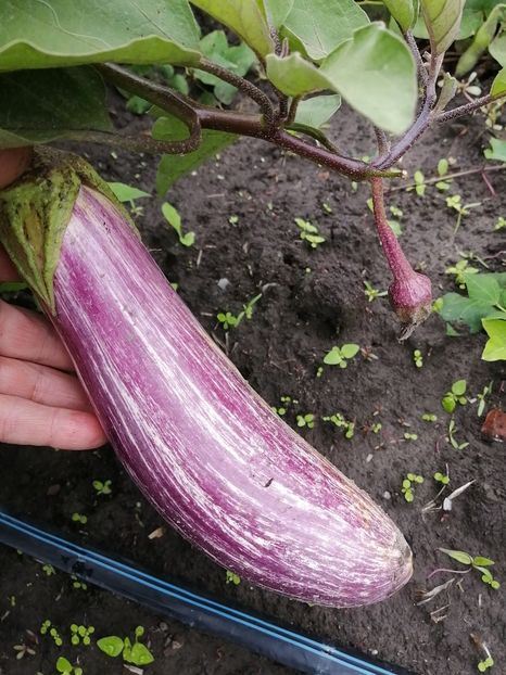  - SEMINTE VINETE TSAKONIKI