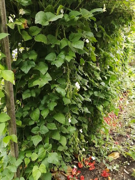  - SEMINTE FASOLE - D 213 SOISSONS RAME