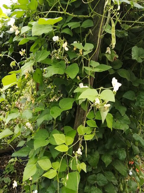  - SEMINTE FASOLE - D 213 SOISSONS RAME