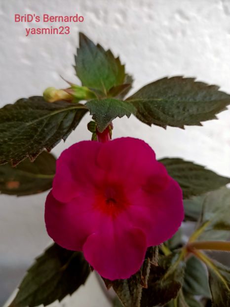 19.09.2022 - A-Achimenes BriDs