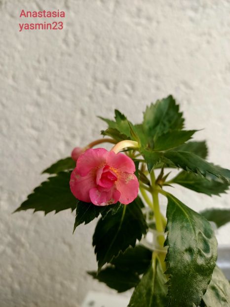 19.09.2022 - Achimenes 2022