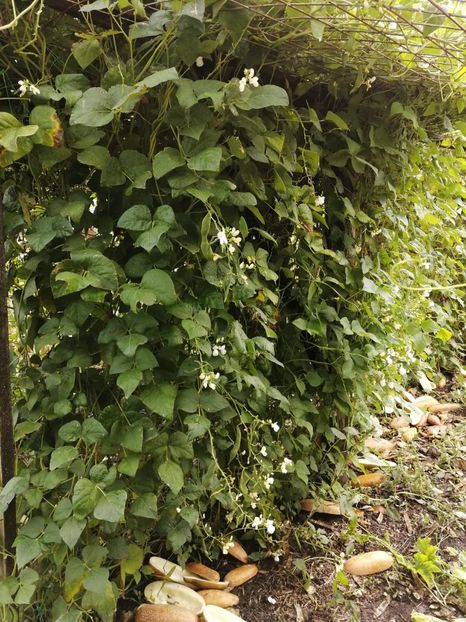  - SEMINTE FASOLE - D 213 SOISSONS RAME