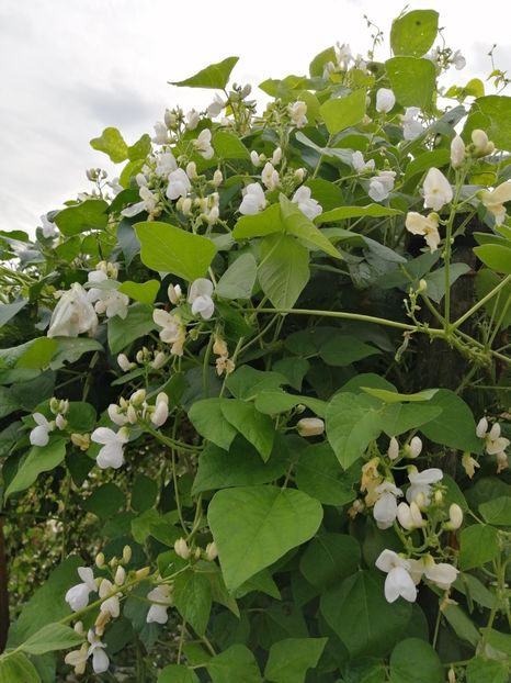  - SEMINTE FASOLE - D 213 SOISSONS RAME