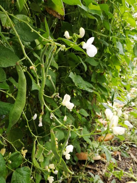  - SEMINTE FASOLE - D 213 SOISSONS RAME