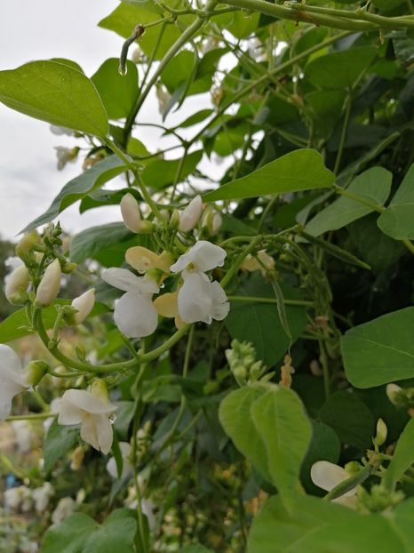  - SEMINTE FASOLE - D 213 SOISSONS RAME