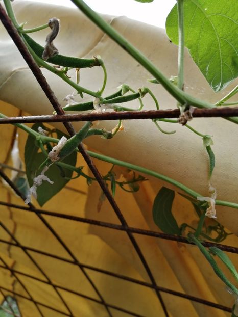  - SEMINTE FASOLE - D 213 SOISSONS RAME