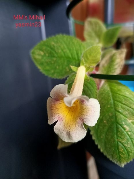 19.09.2022 - MMs Mihail