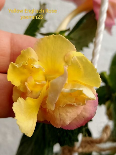 19.09.2022 - Yellow Englisch Rose