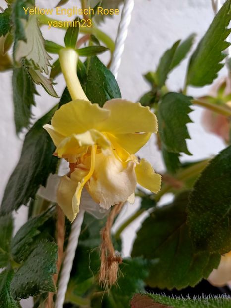 19.09.2022 - Achimenes 2022