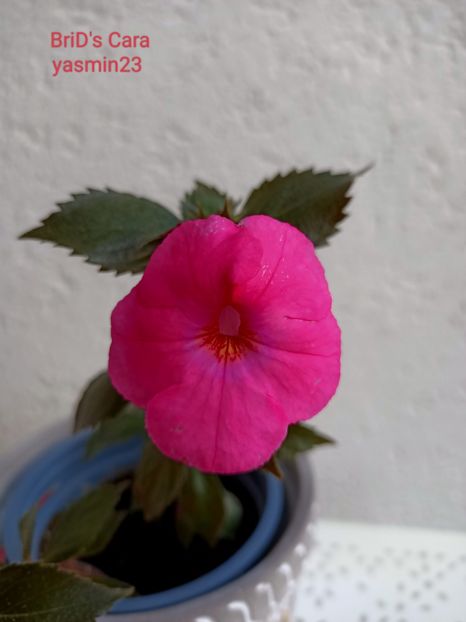 19.09.2022 - Achimenes 2022