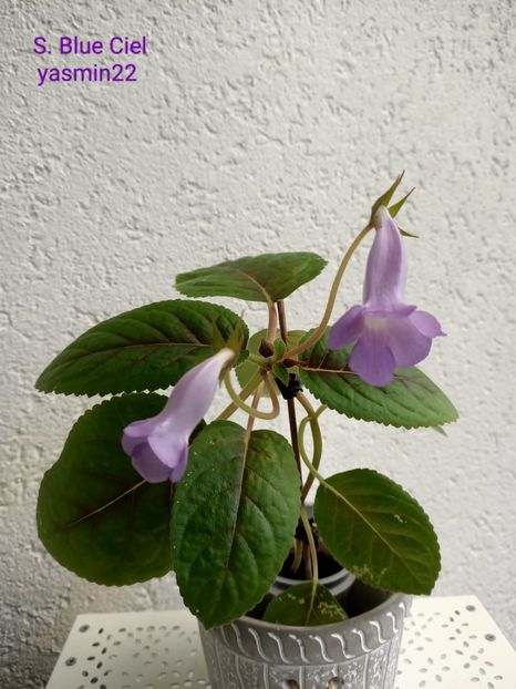 19.09.2022 - 10-Sinningia