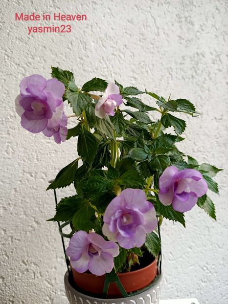 19.09.2022 - Made in Heaven