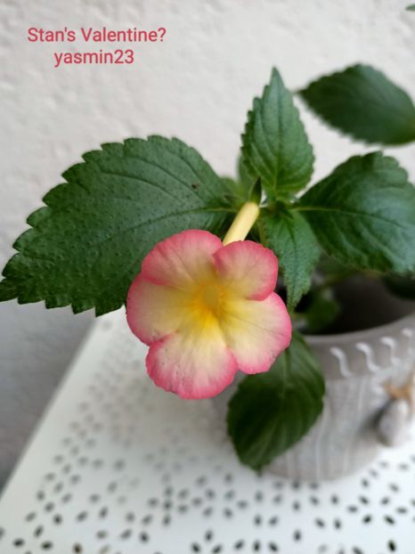 19.09.2022 - Stan_s Valentine