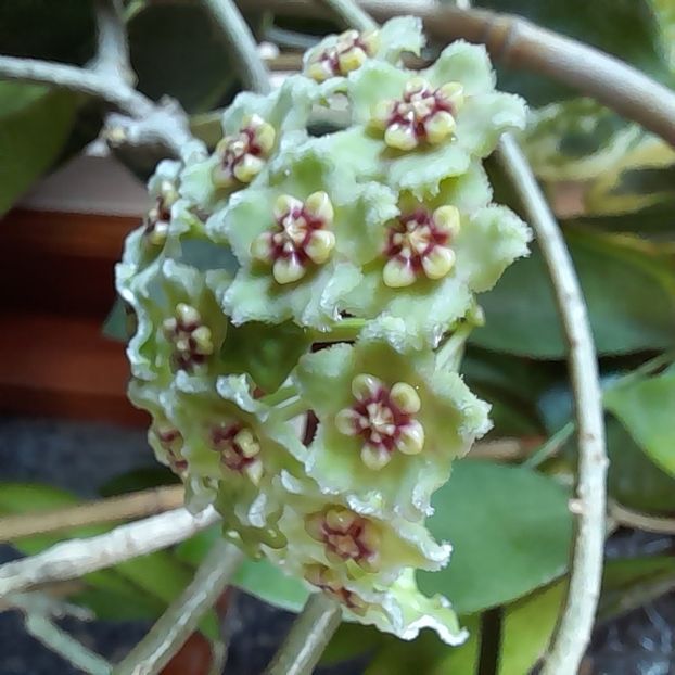 19.09.2022 - HOYA 2022-4