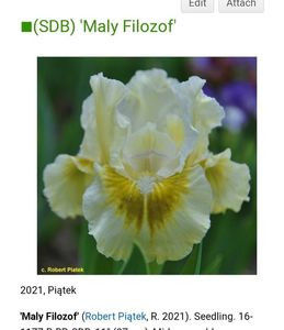 maly filozof - COLECTIA DE IRISI PITICI-2022