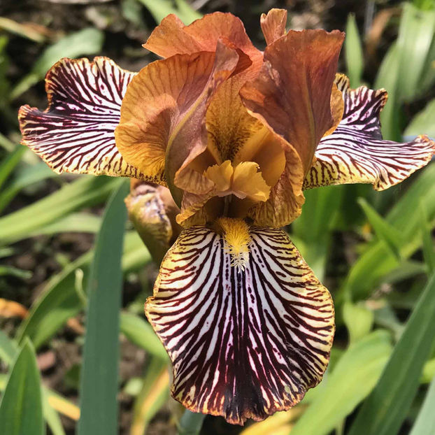 CANDY BASKET-5 euro - COLECTIA DE IRISI PITICI-2022