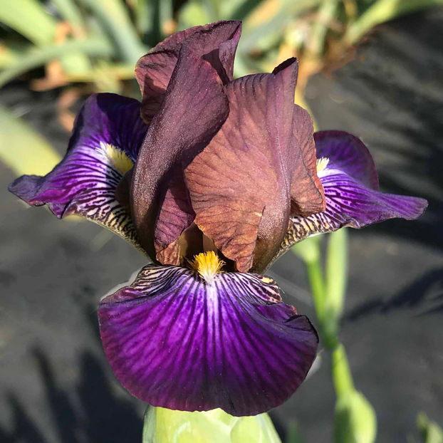 CHOCOLATE FOUNTAIN -5 euro - COLECTIA DE IRISI PITICI-2022