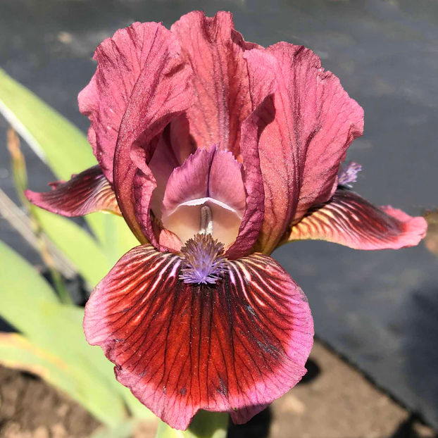 EXOTIC EYES -3 euro - COLECTIA DE IRISI PITICI-2022
