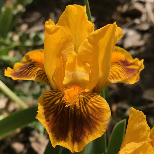 KB MDB 2  - COLECTIA DE IRISI PITICI-2022