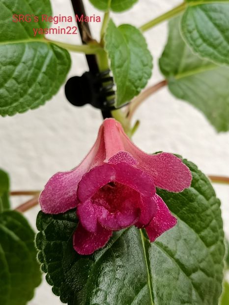 18.09.2022 - Sinningia 2o22