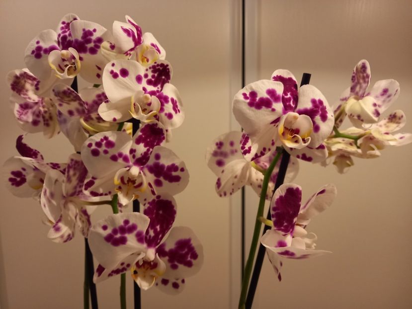  - Orhidee