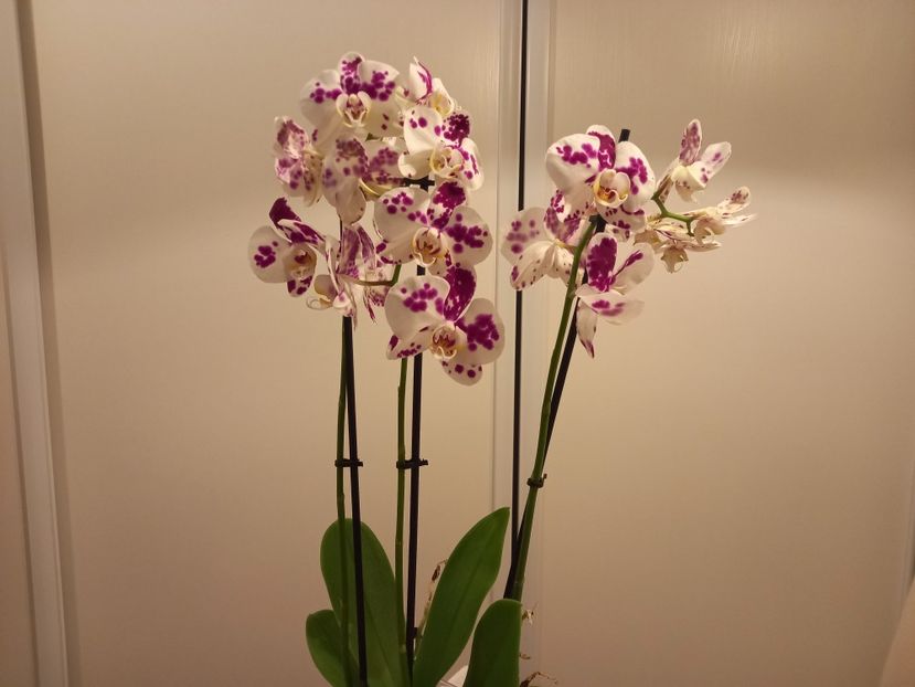  - Orhidee