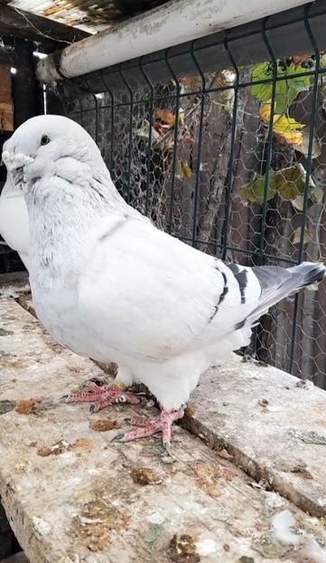 Zeus 2017 - VOIAJOR ROMANESC DE FRUMUSETE MASCULI