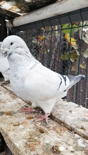 Zeus 2017 - VOIAJOR ROMANESC DE FRUMUSETE MASCULI