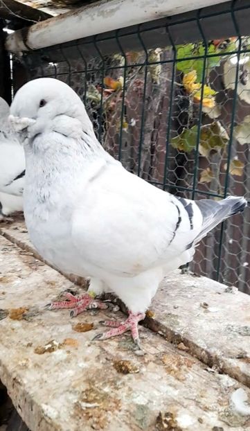 Zeus 2017 - VOIAJOR ROMANESC DE FRUMUSETE MASCULI