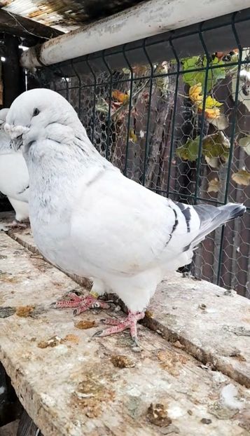 Zeus 2017 - VOIAJOR ROMANESC DE FRUMUSETE MASCULI