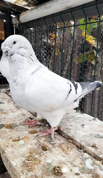 Zeus 2017 - VOIAJOR ROMANESC DE FRUMUSETE MASCULI