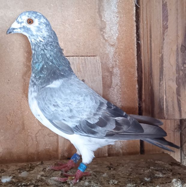 M 21-995 ITA(Staicu x Ploscaru).-30 lei - Porumbei vanduti