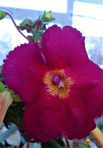  - Frumosi mei achi astazi