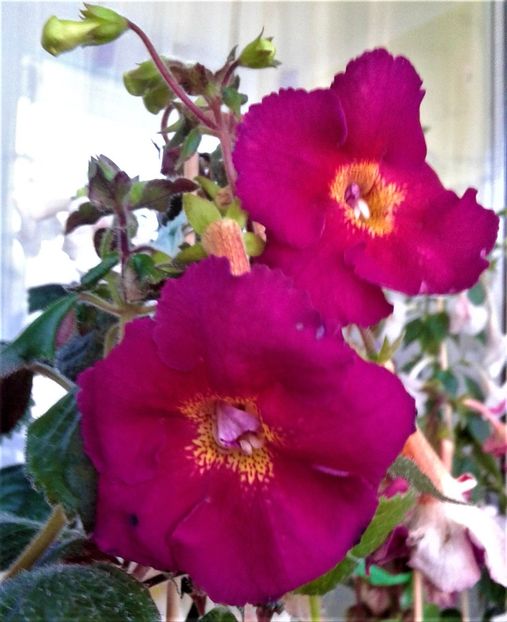  - Frumosi mei achi astazi