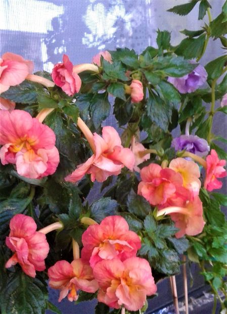  - Frumosi mei achi astazi