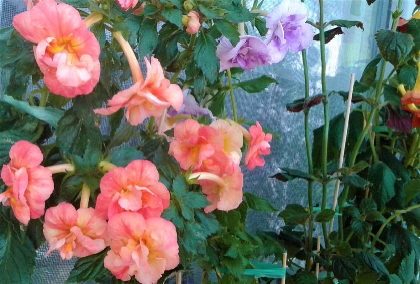  - Frumosi mei achi astazi