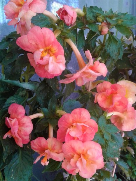  - Frumosi mei achi astazi