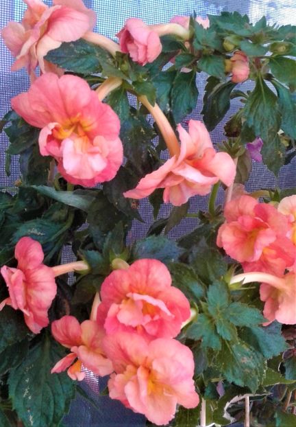  - Frumosi mei achi astazi