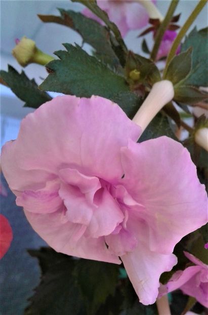  - Frumosi mei achi astazi