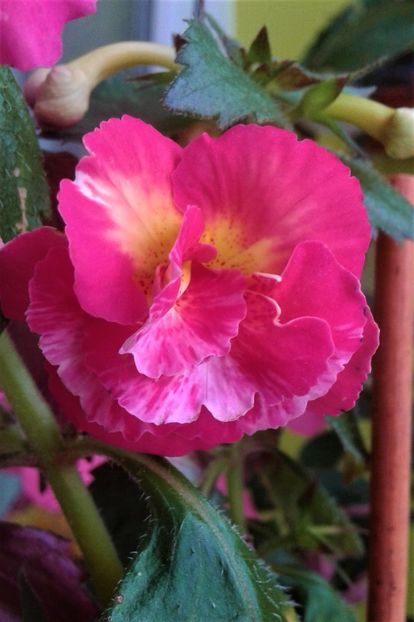  - Frumosi mei achi astazi